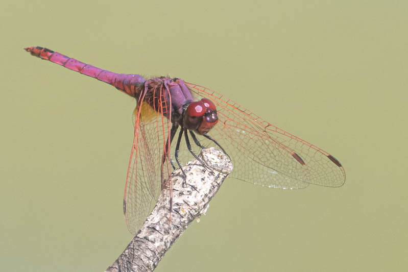 Trithemis annulata male-220118.jpg